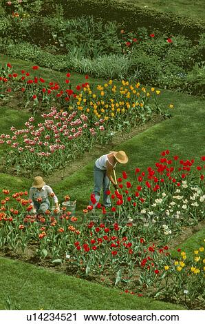 flower people person women garden cornell s two View Large Photo Image Stock Image - flower people person women garden cornell s two. Fotosearch