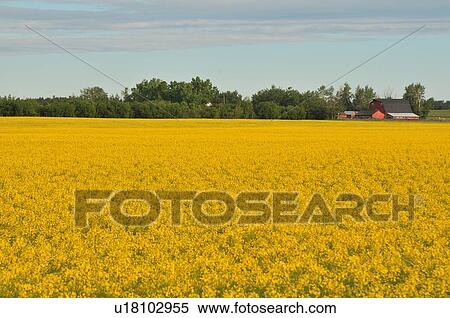 flower red barn sits end large farm field conola View Large Photo Image Stock Photography - flower red barn sits end large farm field conola. Fotosearch