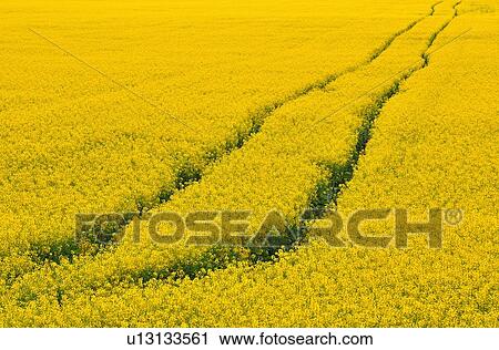 flower set vehicle tracks traveling field canola View Large Photo Image Stock Image - flower set vehicle tracks traveling field canola. Fotosearch