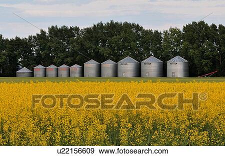 flower tree row grain storage bins standing line View Large Photo Image Stock Photo - flower tree row grain storage bins standing line. Fotosearch