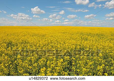 Stock Image -  flower vast farm field planted crop conola seed. Fotosearch