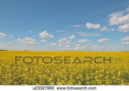 flower vast farm field planted crop conola seed View Large Photo Image Stock Image - flower vast farm field planted crop conola seed. Fotosearch