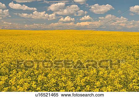 Stock Photography -  flower vast farm field planted crop conola seed. Fotosearch