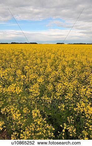 Stock Image -  flower vertical image farm field planted crop 7. Fotosearch
