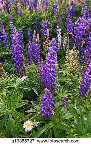 flower vertical scenic image some colorful wild View Large Photo Image Stock Photo - flower vertical scenic image some colorful wild. Fotosearch
