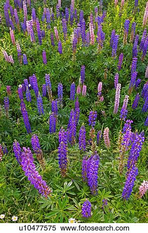 flower vertical scenic image some colorful wild View Large Photo Image Stock Photography - flower vertical scenic image some colorful wild. Fotosearch