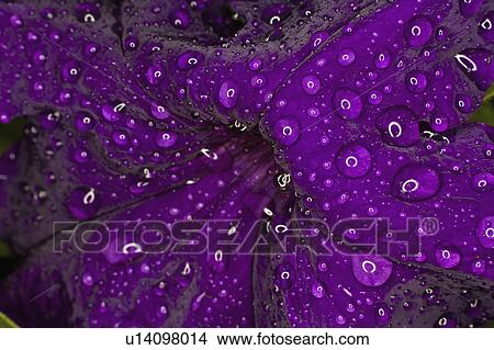 Picture -  flower water rain drop drops leaves macro purple. Fotosearch