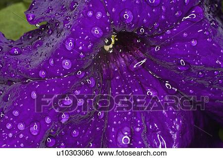 Stock Image -  flower water rain drop drops leaves macro purple. Fotosearch