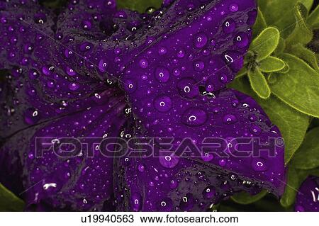 Stock Image -  flower water rain drop drops leaves macro purple. Fotosearch