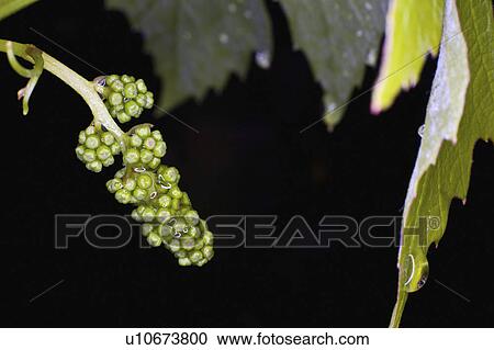 Stock Image -  flower water rain vitis vinifera drop drops. Fotosearch
