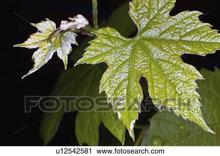 Stock Image -  flower water rain vitis vinifera drop drops. Fotosearch