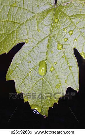 Stock Photography -  flower water rain vitis vinifera drop drops. Fotosearch