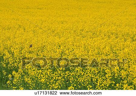 flower wild bird in farm field planted ripening View Large Photo Image Stock Image - flower wild bird in farm field planted ripening. Fotosearch