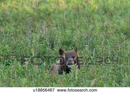 Stock Photo -  flowers black bear feeding green grass wild . Fotosearch