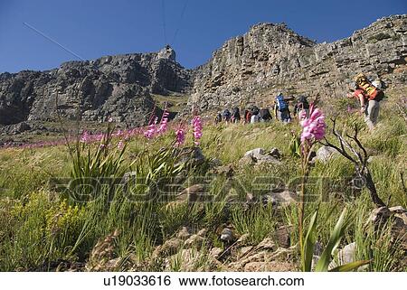 Stock Photograph -  flowers floral cape kingdom point western south. Fotosearch