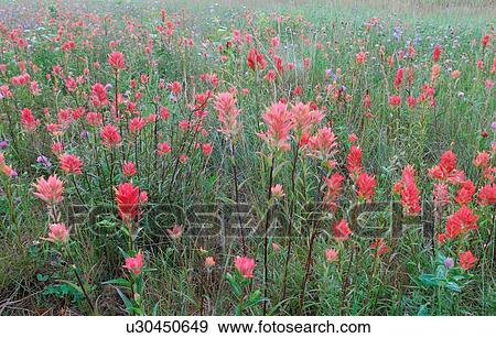 Stock Photo -  flowers meadow in morning mist full wild indian. Fotosearch