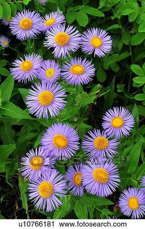 flowers nature beauty bunch wild fleabane View Large Photo Image Stock Image - flowers nature beauty bunch wild fleabane . Fotosearch
