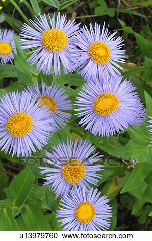 flowers nature beauty bunch wild fleabane View Large Photo Image Stock Image - flowers nature beauty bunch wild fleabane . Fotosearch