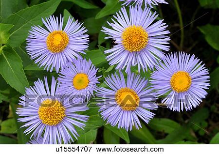 Stock Photo -  flowers nature beauty bunch wild fleabane . Fotosearch