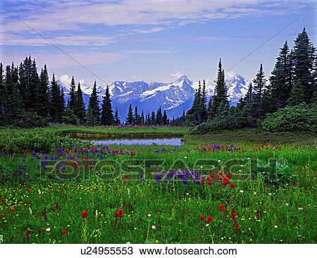 Stock Image -  flowers nature beauty mountain meadow in lush. Fotosearch