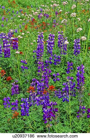 flowers summer vertical landscape wild alpine View Large Photo Image Stock Photograph - flowers summer vertical landscape wild alpine . Fotosearch