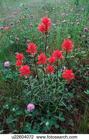 Stock Image -  flowers wiild indian paintbrush growing in rural. Fotosearch