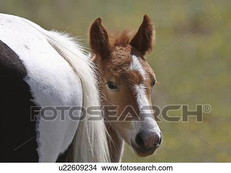 foal hiding behind its dam horses mare pasture View Large Photo Image Picture - foal hiding behind its dam horses mare pasture. Fotosearch