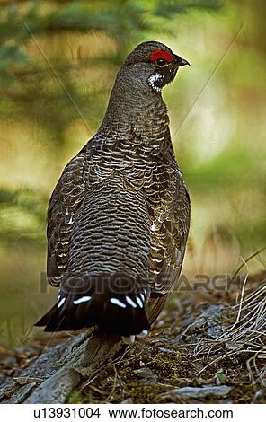 food sport adult male spruce grouse walking away View Large Photo Image Picture - food sport adult male spruce grouse walking away. Fotosearch