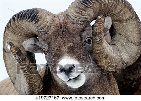 Stock Photo -  frame full comical horozontal portrait adult ram. Fotosearch
