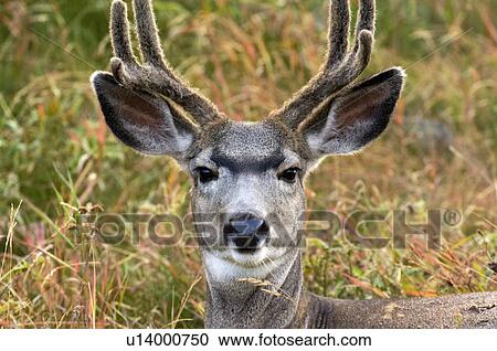 Stock Image -  front view close up detailed portrait mule deer. Fotosearch