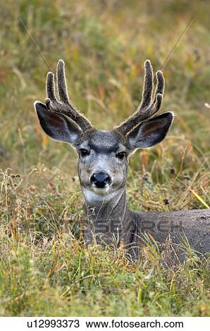 front view close up vertical portrait mule deer View Large Photo Image Stock Image - front view close up vertical portrait mule deer. Fotosearch