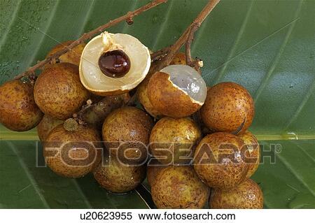 Stock Photography -  fruit tropical exotic fresh longan branch lungan. Fotosearch
