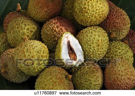 fruit tropical exotic lychee litchi chinensis View Large Photo Image Stock Photo - fruit tropical exotic lychee litchi chinensis. Fotosearch