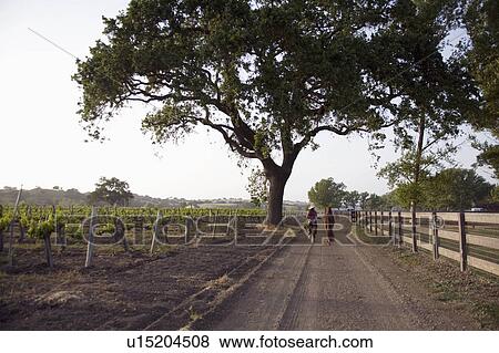 girl wine horse beauty cowgirl strolls down path View Large Photo Image Stock Photo - girl wine horse beauty cowgirl strolls down path. Fotosearch