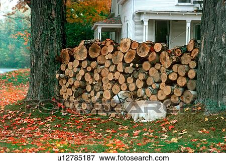 Stock Photo -  goat woodpile vermont vt fall autumn animal wood. Fotosearch