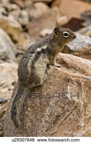 Stock Photo -  ground squirrel climbs rock get better view . Fotosearch