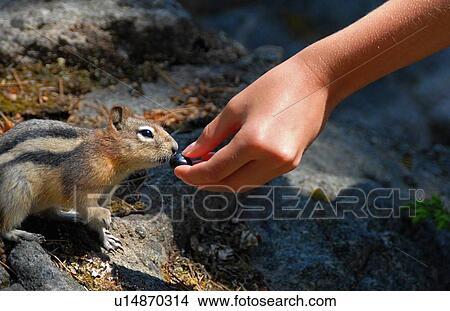 Picture -  hand nature close up image feeding ground wild. Fotosearch