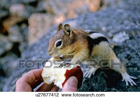 Stock Image -  hand nature ground squirrel feeding apple held. Fotosearch
