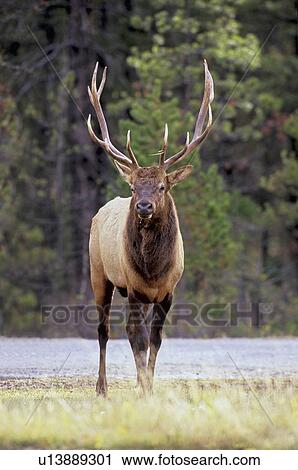 head shot mature bull elk walking forward View Large Photo Image Stock Image - head shot mature bull elk walking forward . Fotosearch