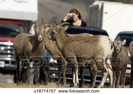 herd female bighorn sheep side busy highway jam View Large Photo Image Stock Photo - herd female bighorn sheep side busy highway jam. Fotosearch