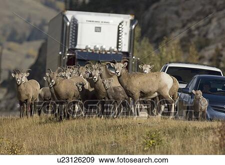 Stock Photo -  herd rocky mountain bighorn sheep ewes lambs jam. Fotosearch