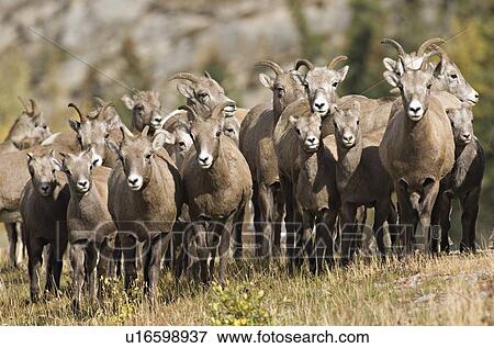 herd rocky mountain bighorn sheep females lambs View Large Photo Image Stock Photo - herd rocky mountain bighorn sheep females lambs. Fotosearch