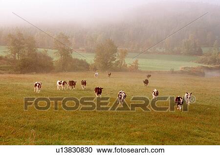 holsteins cows vermont pasture pastures field View Large Photo Image Stock Image - holsteins cows vermont pasture pastures field. Fotosearch