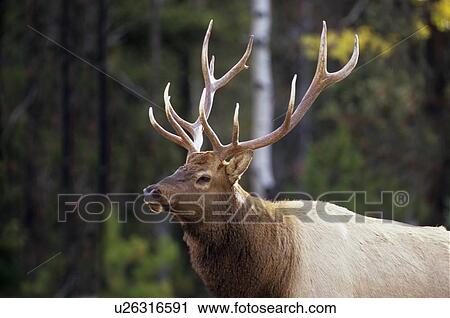 horozontal side portrait mature bull elk View Large Photo Image Stock Image - horozontal side portrait mature bull elk . Fotosearch