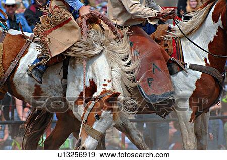 horse close up rodeo bucking bronc saddle buck View Large Photo Image Stock Photo - horse close up rodeo bucking bronc saddle buck. Fotosearch