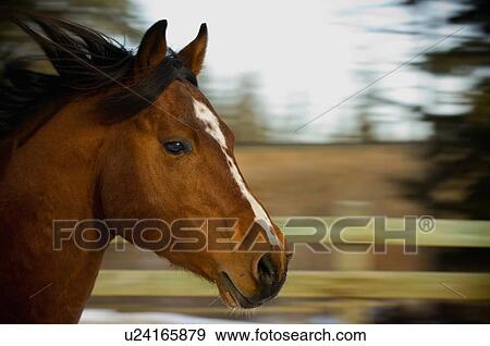 Stock Photo -  horse face close up image running motion blur. Fotosearch