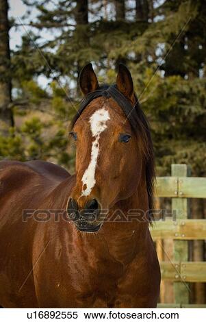 Stock Photography -  horse face portrait alert looking forward animal. Fotosearch