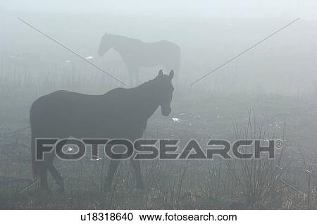 Stock Image -  horse herd wild alberta mustangs pasturing . Fotosearch