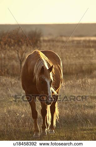horse in pasture horses mare domestic farm ranch View Large Photo Image Stock Image - horse in pasture horses mare domestic farm ranch. Fotosearch