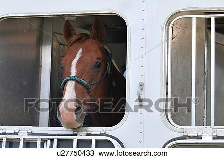 Stock Image -  horse looking out window trailer in domestic pet. Fotosearch